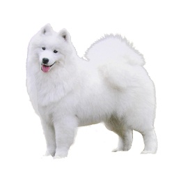 薩摩耶犬萨摩耶犬素材