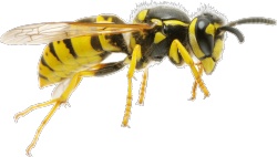 胡蜂黄蜂胡蜂高清图片