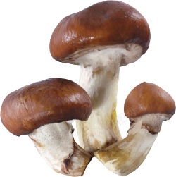 蕈铜绿蘑菇蕈高清图片
