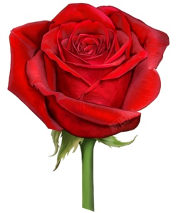 手绘玫瑰花花朵花束鲜花水彩绘画素材