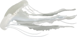 水母海蜇素材