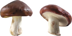 蘑菇蕈素材