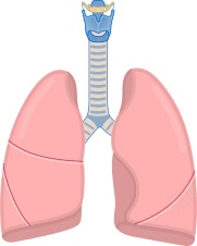 肺png免抠素材_新图网 https://ixintu.com 肺
