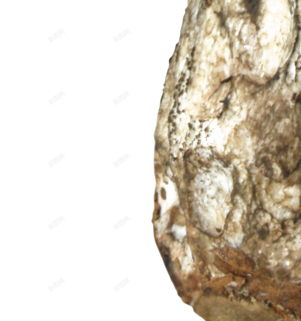 蘑菇蕈png免抠素材_新图网 https://ixintu.com 蕈 蘑菇