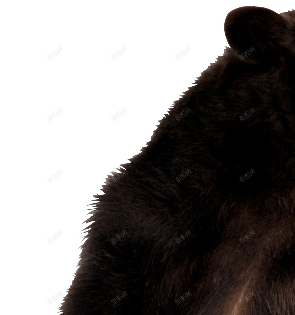 野生动物猛兽大熊png免抠素材_新图网 https://ixintu.com 熊 动物 棕熊 黑熊 动物世界 野生动物 走兽 野兽 猛兽 大熊
