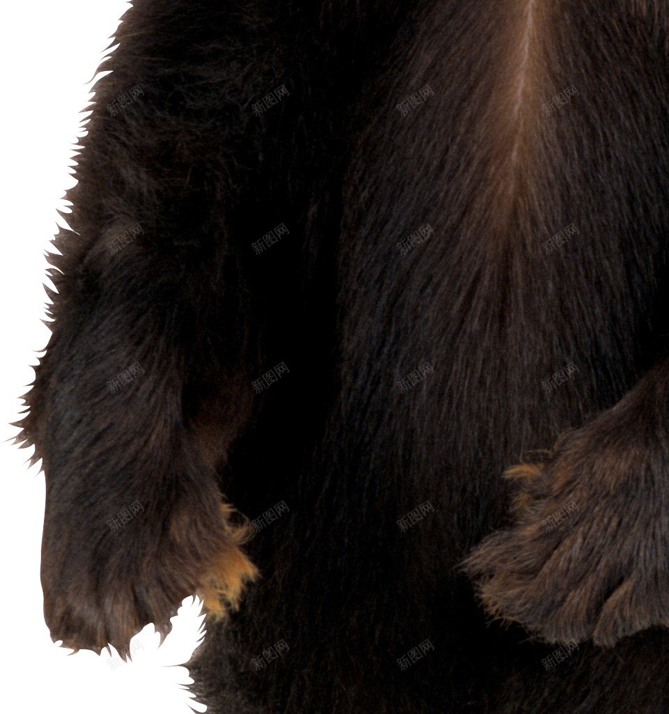 野生动物猛兽大熊png免抠素材_新图网 https://ixintu.com 熊 动物 棕熊 黑熊 动物世界 野生动物 走兽 野兽 猛兽 大熊