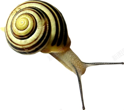 蜗牛snail的复数png免抠素材_新图网 https://ixintu.com snail的复数 蜗牛
