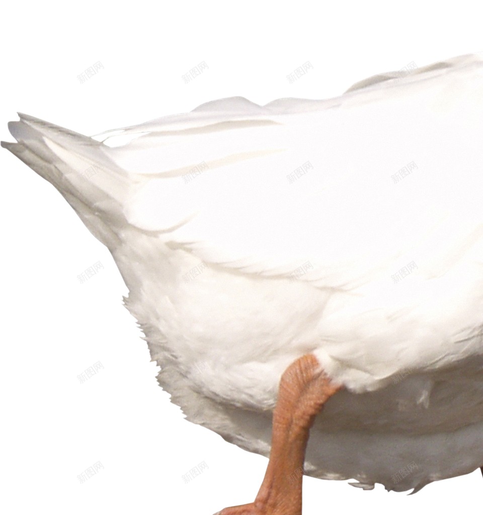 鸭母鸭png免抠素材_新图网 https://ixintu.com 母鸭 鸭