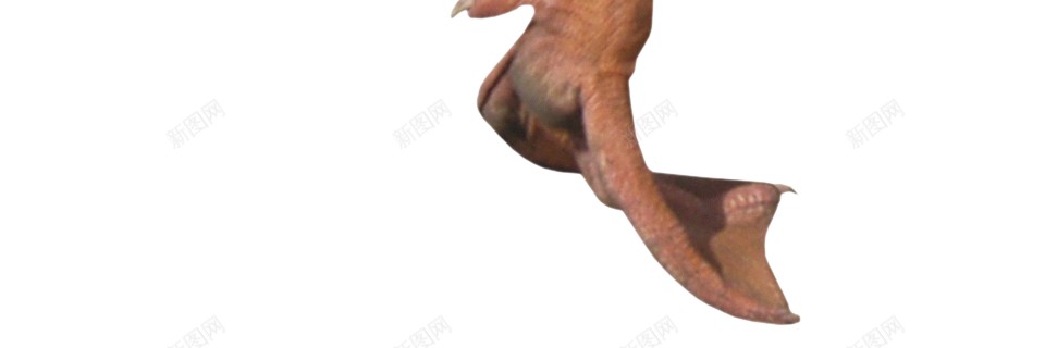 鸭母鸭png免抠素材_新图网 https://ixintu.com 母鸭 鸭