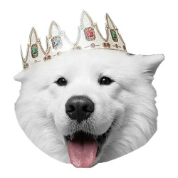 薩摩耶犬萨摩耶犬素材
