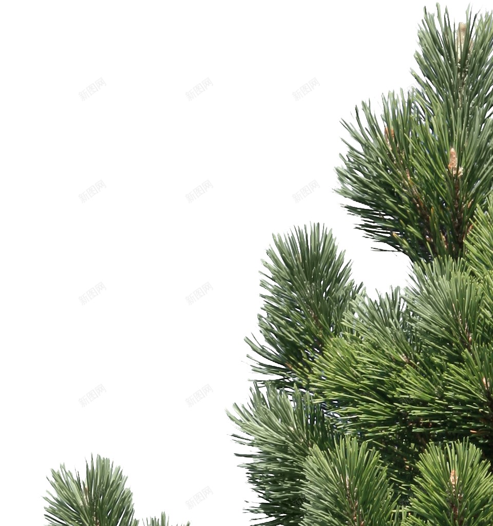 圣诞树采油树松柏树绿色png免抠素材_新图网 https://ixintu.com 圣诞树 采油树 大树 手绘 松柏 松树 绿色