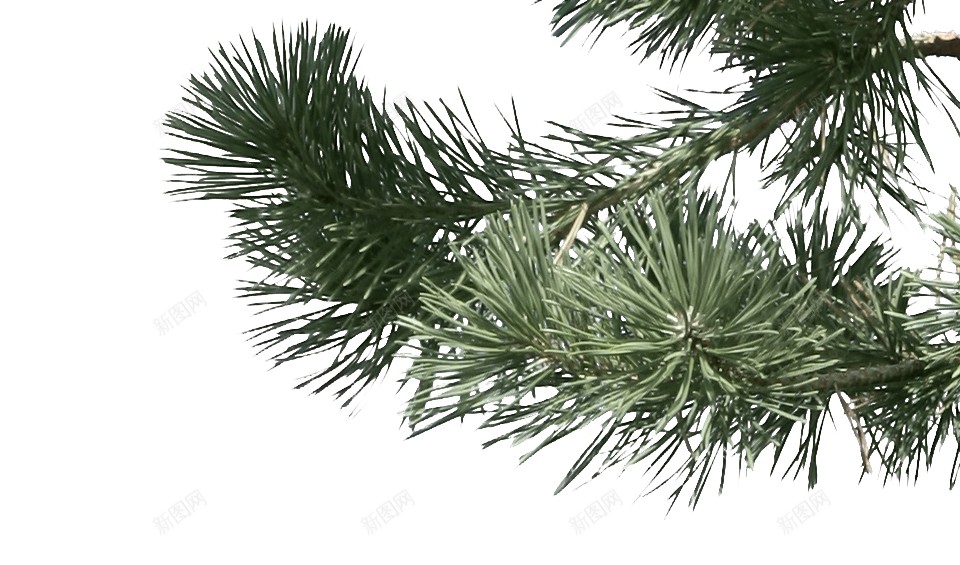圣诞树采油树松柏树绿色png免抠素材_新图网 https://ixintu.com 圣诞树 采油树 大树 手绘 松柏 松树 绿色