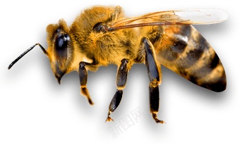 蜜蜂聚会png免抠素材_新图网 https://ixintu.com 聚会 蜜蜂