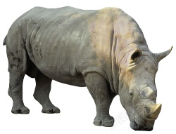 同rhinoceros犀犀牛素材