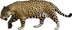 美洲虎美洲豹美洲虎高清图片