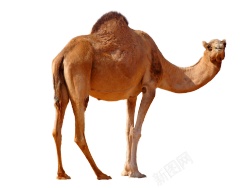骆驼素材