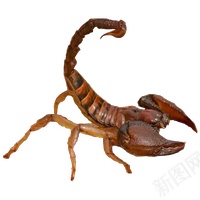 蝎子scorpion的复数png免抠素材_新图网 https://ixintu.com scorpion的复数 蝎子