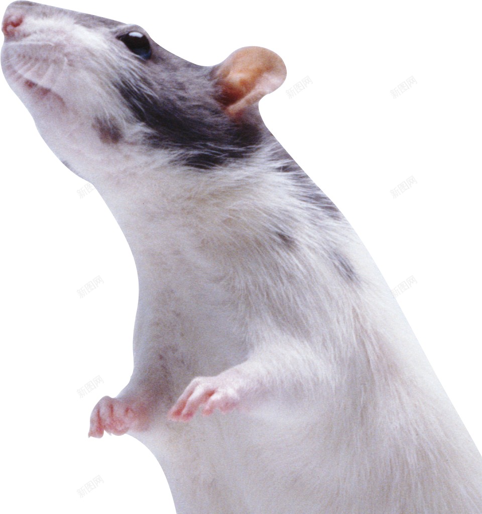 Ratmousepng免抠素材_新图网 https://ixintu.com Rat mouse