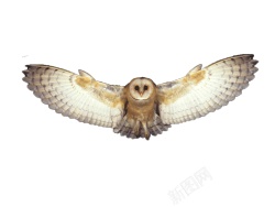 猫头鹰鸮owl的复数素材