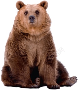 野生动物猛兽大熊png免抠素材_新图网 https://ixintu.com 熊 动物 棕熊  动物世界 野生动物 走兽 野兽 猛兽 大熊