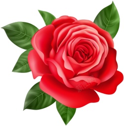 手绘玫瑰花花朵花束鲜花水彩绘画素材