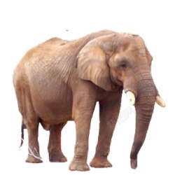 象elephant的复数素材