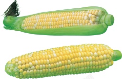玉米玉米棒玉米粒苞米图片素材