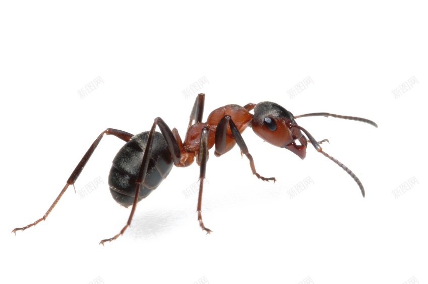 蚂蚁ant的复数png免抠素材_新图网 https://ixintu.com ant的复数 蚂蚁