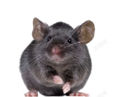 Ratmousepng免抠素材_新图网 https://ixintu.com Rat mouse