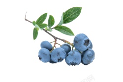 越橘蓝色浆果蓝莓blueberry的复数素材
