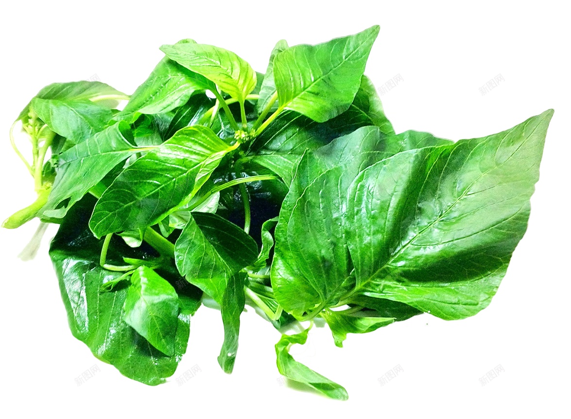 菠菜png免抠素材_新图网 https://ixintu.com 菠菜