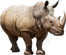 同rhinoceros犀犀牛素材