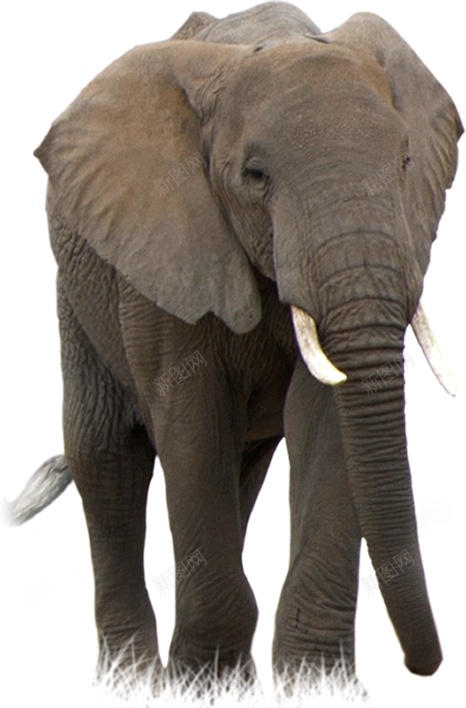 象elephant的复数png免抠素材_新图网 https://ixintu.com elephant的复数 象