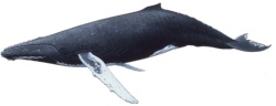 捕鲸鲸捕鲸高清图片