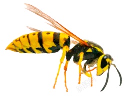 黄蜂胡蜂素材