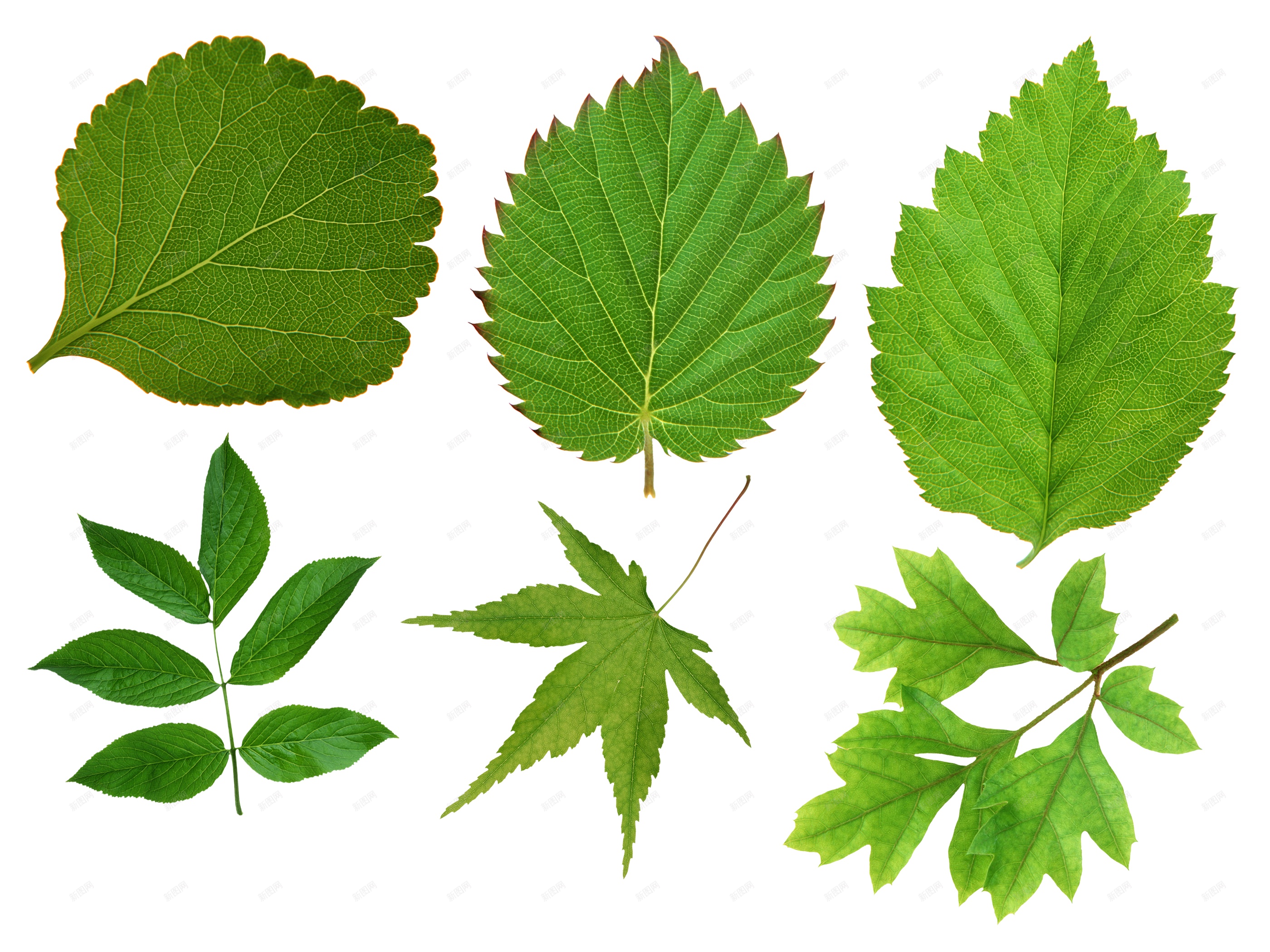 树叶种类名字,各种树叶的名字,不同叶子形状名称图片_大山谷图库