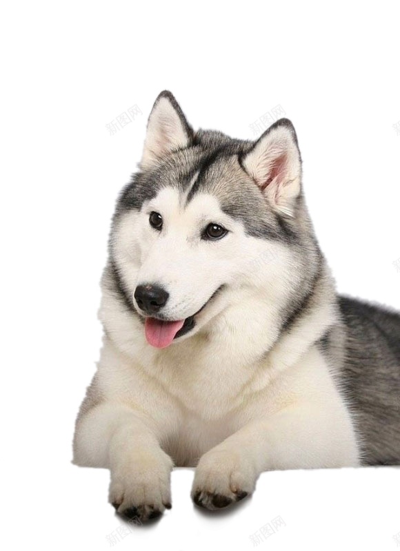 哈士奇宠物狗狗实拍图png免抠素材_新图网 https://ixintu.com  哈士奇 狗狗 犬 可爱 动物 实拍  宠物 忠诚 小狗   