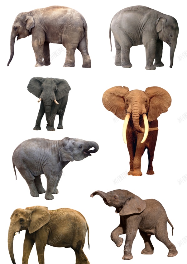 象elephant的复数png免抠素材_新图网 https://ixintu.com elephant的复数 象