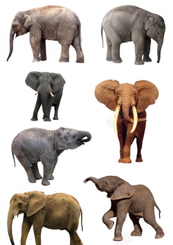 象elephant的复数素材