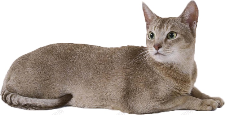 猫猫科动物png免抠素材_新图网 https://ixintu.com 猫 猫科动物