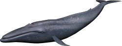 鲸捕鲸素材