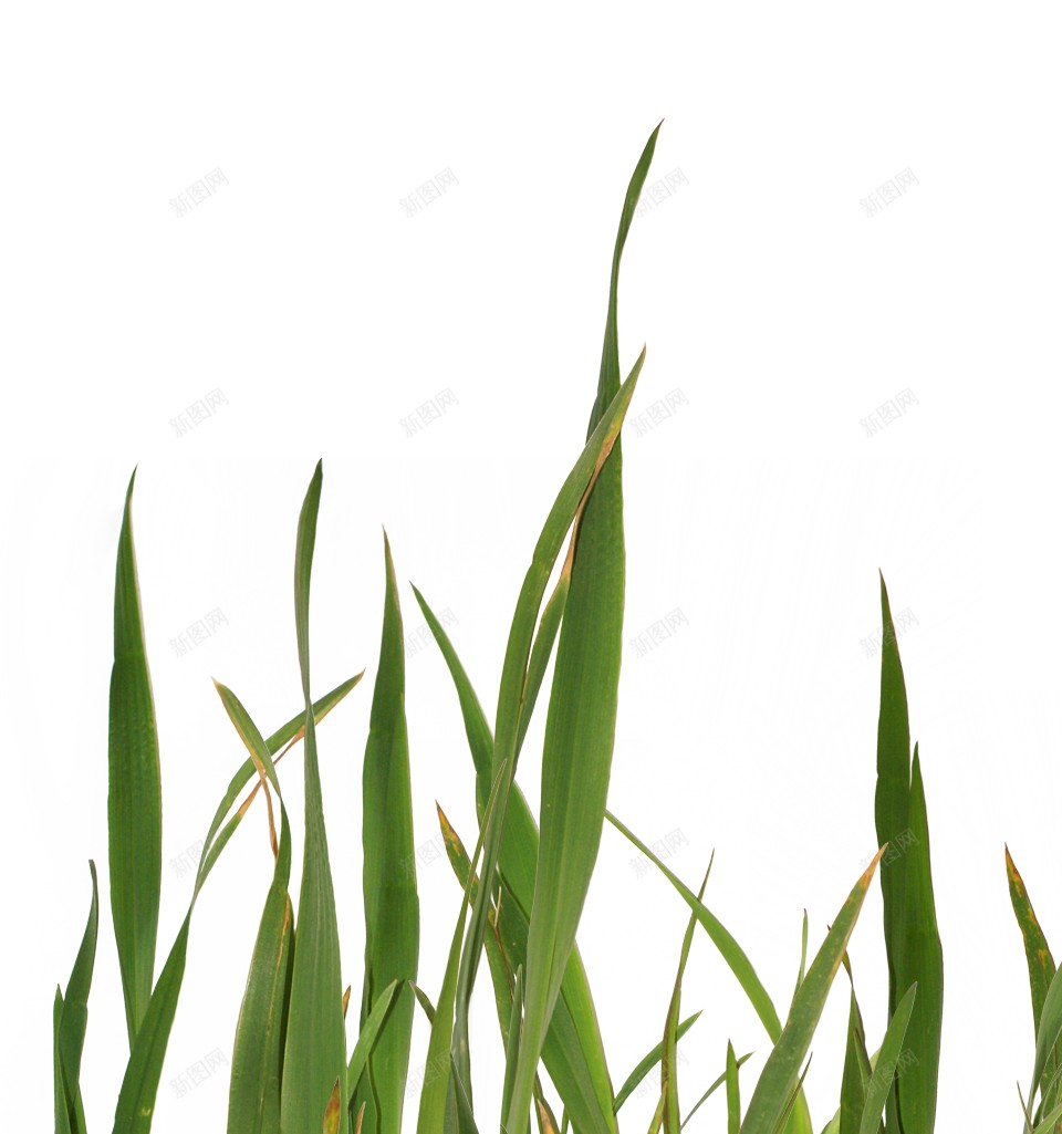 草青草png免抠素材_新图网 https://ixintu.com 草 青草