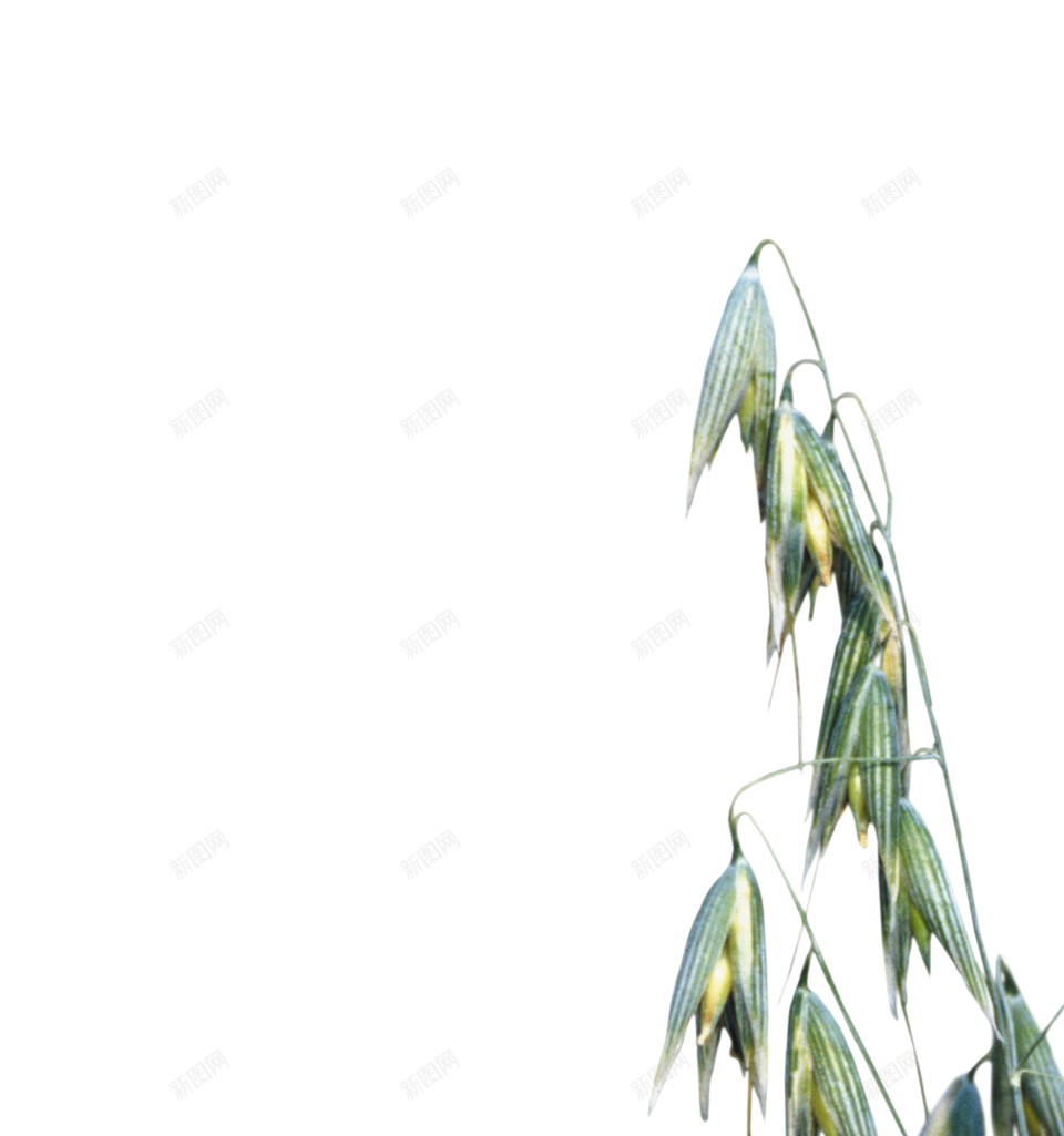 小麦png免抠素材_新图网 https://ixintu.com 小麦