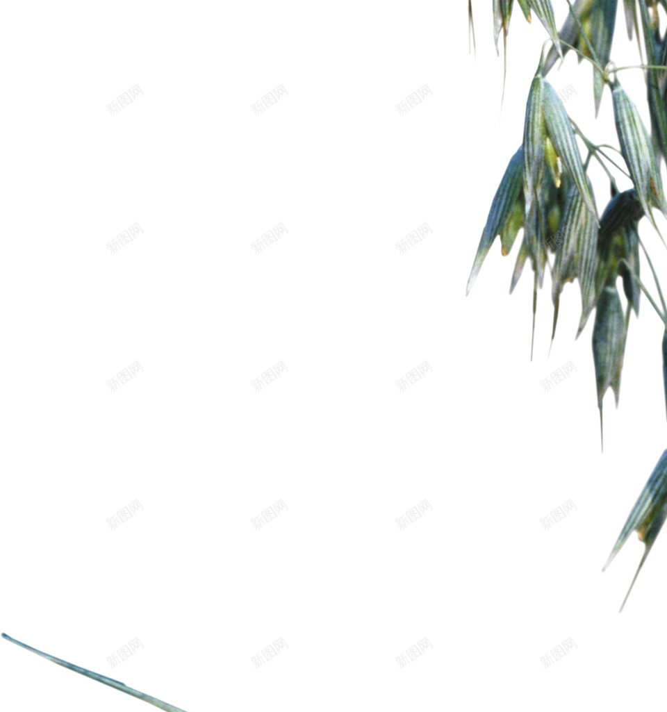 小麦png免抠素材_新图网 https://ixintu.com 小麦