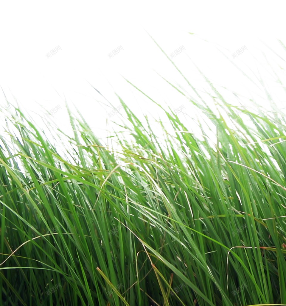 草青草png免抠素材_新图网 https://ixintu.com 草 青草