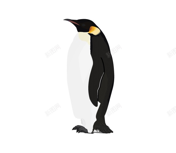 企鹅penguin的复数png免抠素材_新图网 https://ixintu.com penguin的复数 企鹅