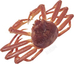 蟹螃蟹素材