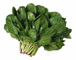 菠菜素材