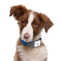 狗犬素材