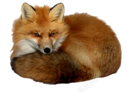 狐狐狸素材
